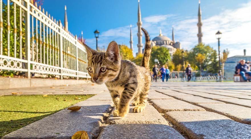 A cat basking in the sun on a staircase in Cihangir, with typical houses in the background.
